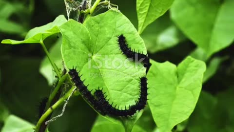 Poison Ivy Safety Video #prepping #shtf #shtfsurvival