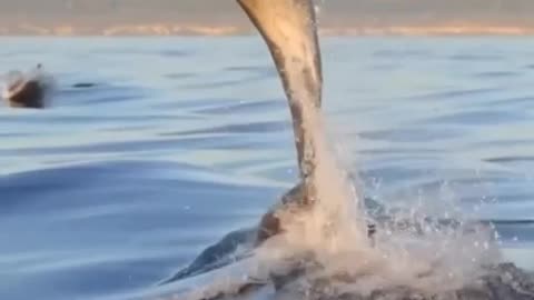 Dolphin