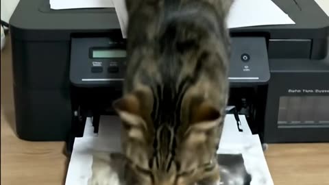 TAIGER Cat Found a Glitch in The Matrix... #aicat