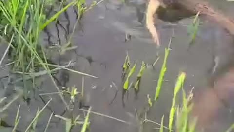 Frogs 🐸 and snake 🐍