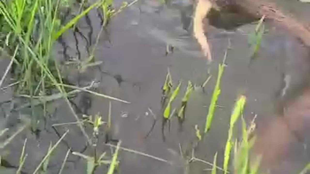 Frogs 🐸 and snake 🐍