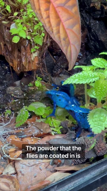 Fruit Fly Population Explosion!