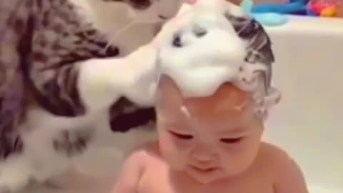 funny cats cat lovers kitty kitten