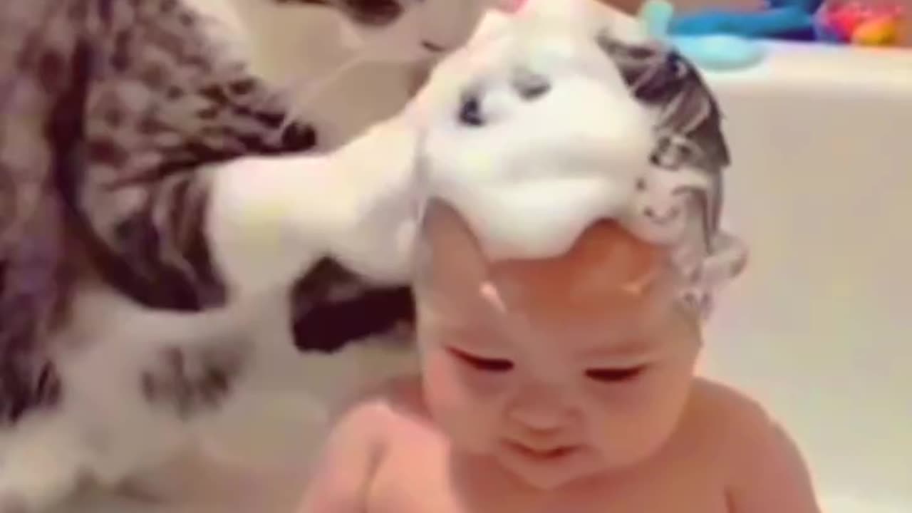 funny cats cat lovers kitty kitten