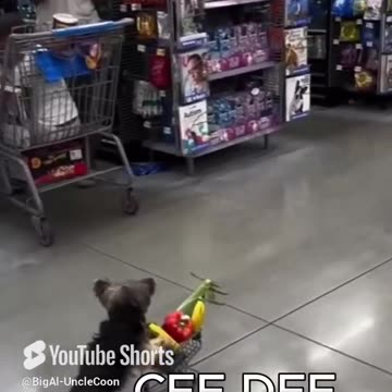 Cee Dee’s Grocery Run for the Team Meeting | CEE DEE BUYING GROCERIES FOR THE MEETING | UncleCoon