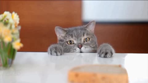 The hungry cat trying to eat 😩
