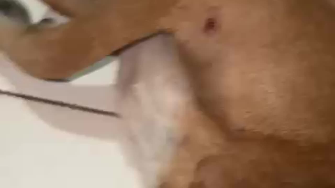 Perrito agredido en Marialabaja