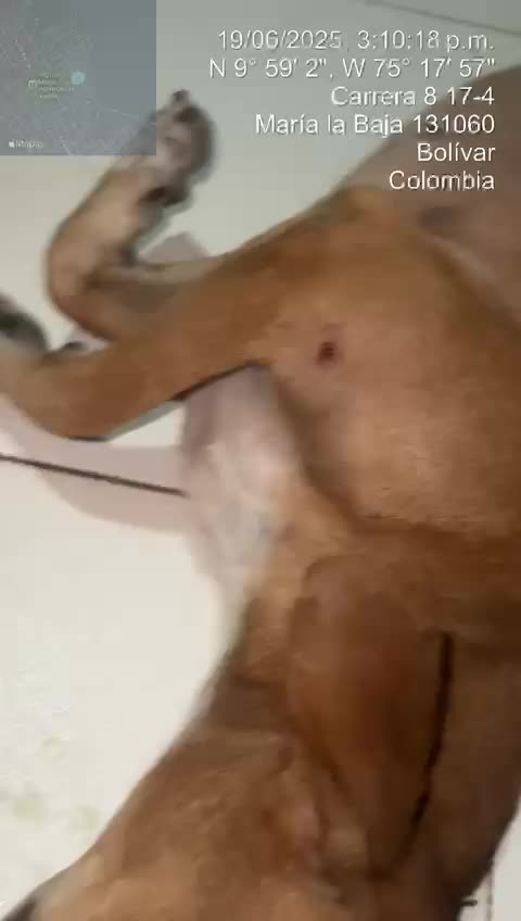 Perrito agredido en Marialabaja