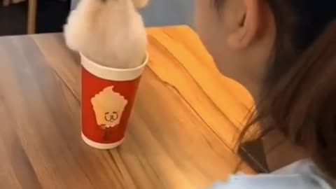 Smallest Puppy Fun 🐶🥰 Playing in a Cup!