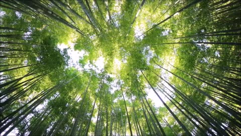Relaxing Piano Music With Nature Sounds