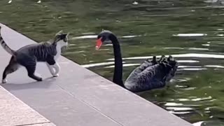 News Break