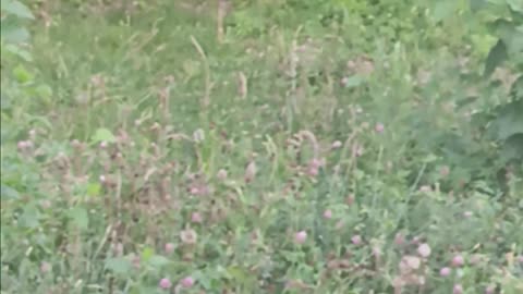 Raccoons eating.