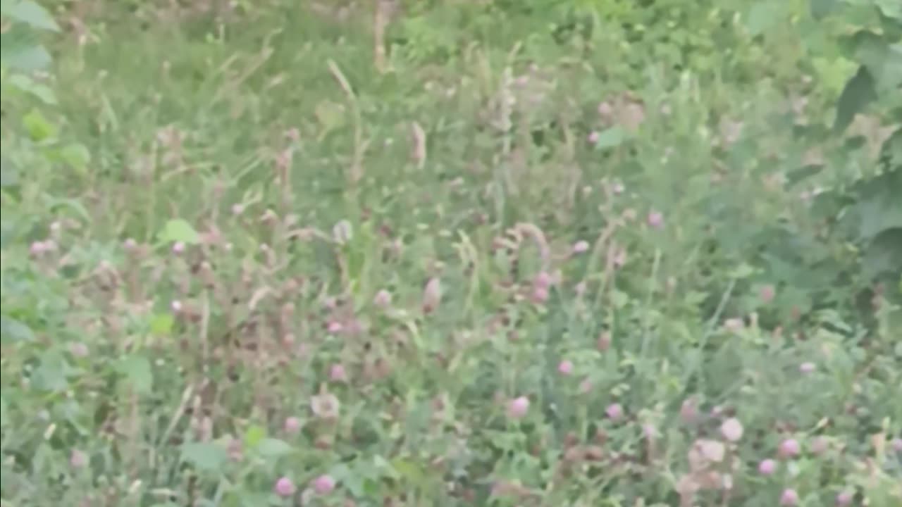 Raccoons eating.