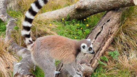 Lemur