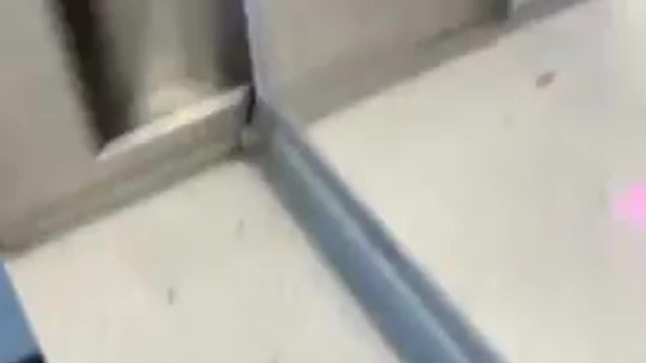 FEEDING THE NIGGERS AT THE ZOO
