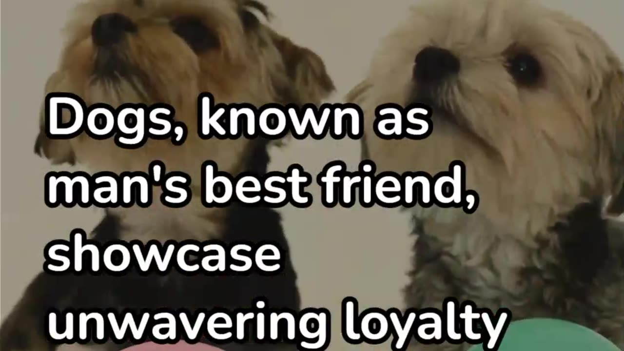 The Top 5 Most Loyal Animals in the World