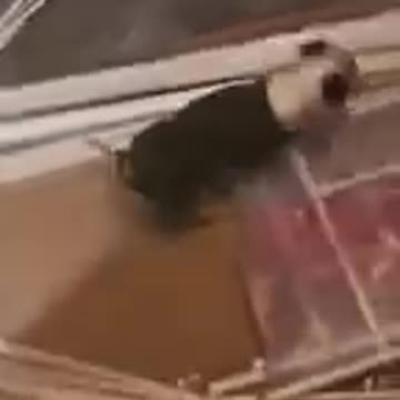 Funny animals videos part166