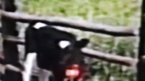 cow