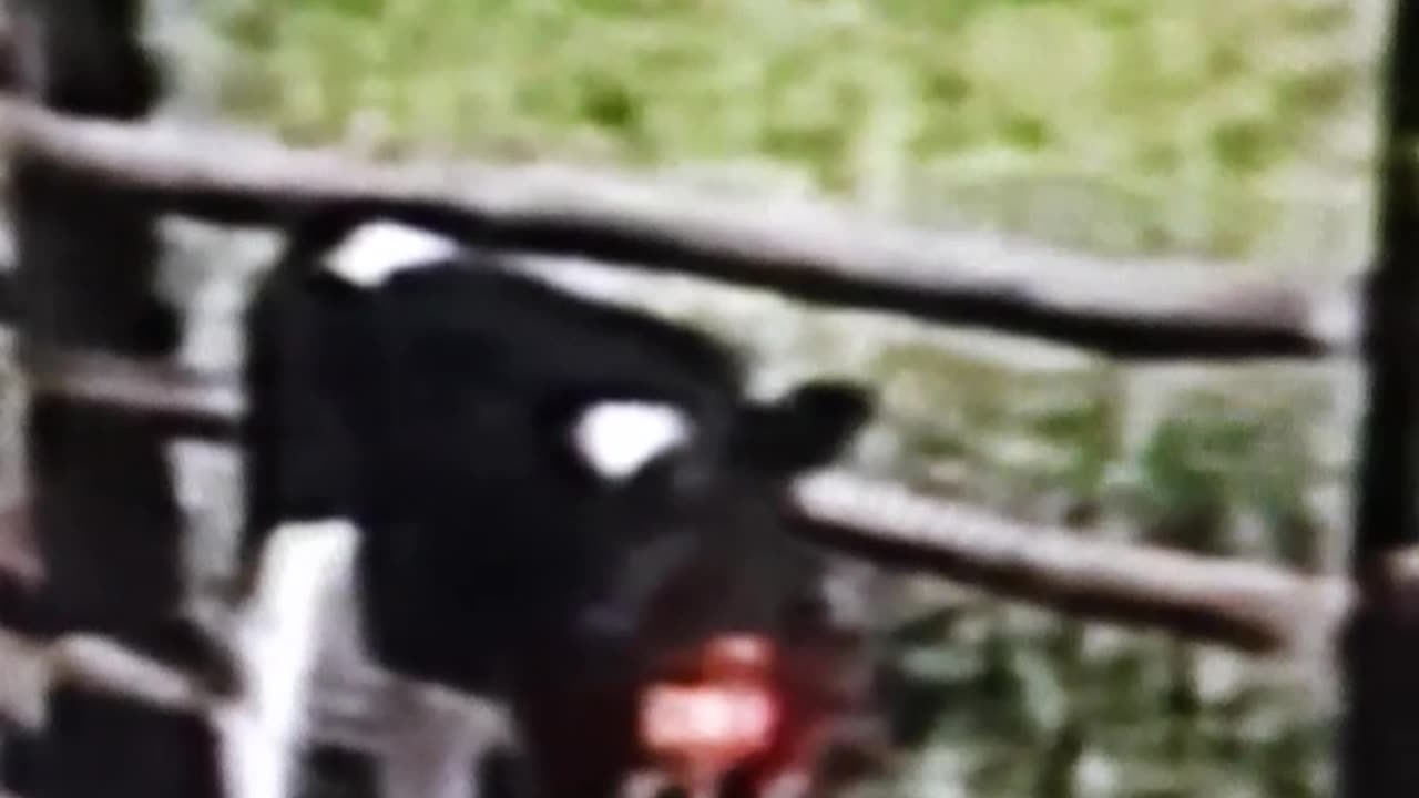 cow