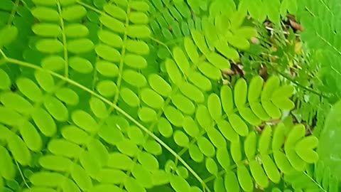 Nature