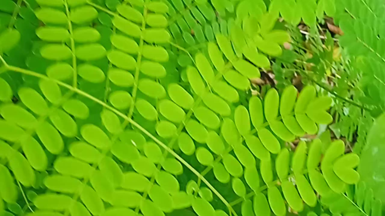 Nature