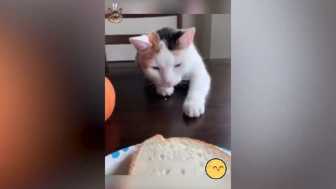 Funny Animal seri 22
