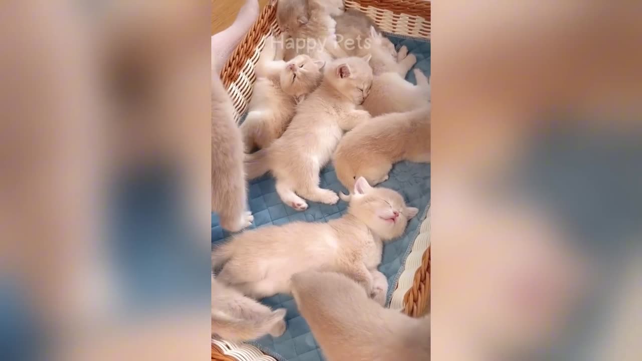 Funniest 🐶 animal 💓💖💖