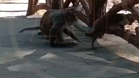 Funny video