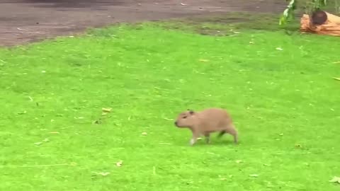 Capybara