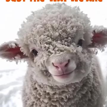 🦙 Alpaca Cuteness Overload 😍