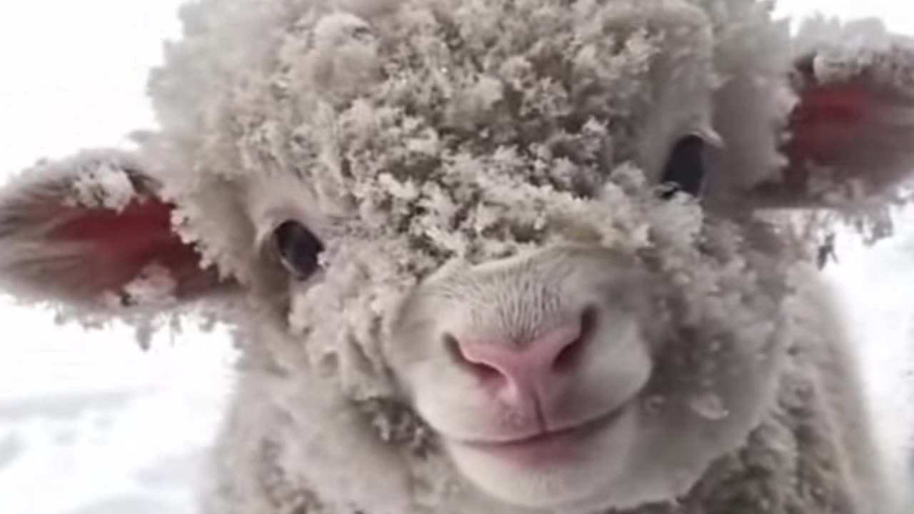 🦙 Alpaca Cuteness Overload 😍