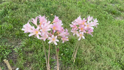 Mystery flower