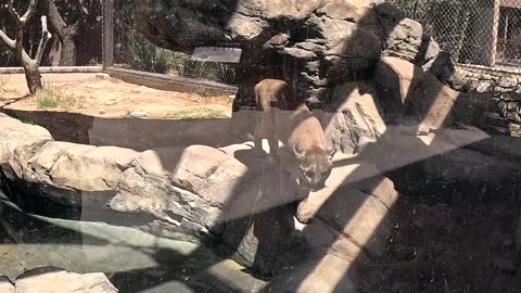 Mountain Lion at El Paso Zoo in Texas