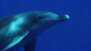 Innocence - Ken Townshend