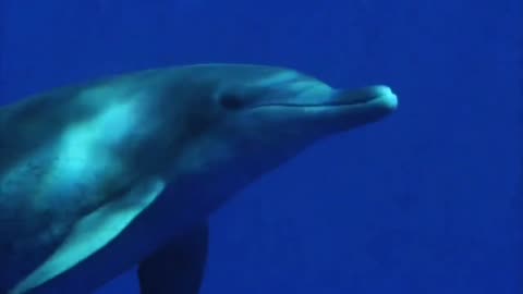 Innocence - Ken Townshend