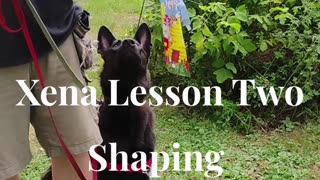 Xena shaping the at ease cue short 2
