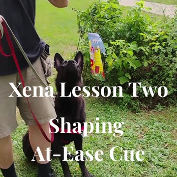Xena shaping the at ease cue short 2
