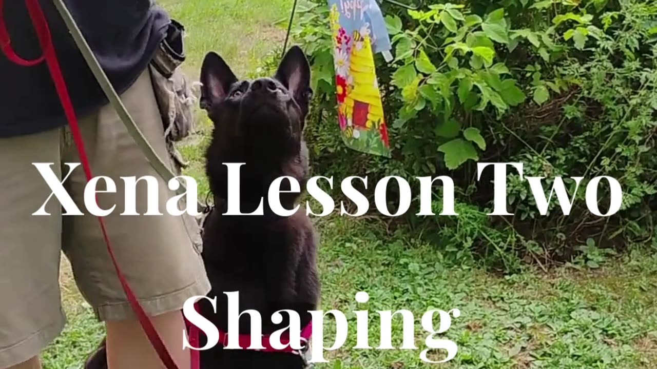 Xena shaping the at ease cue short 2