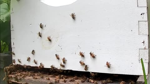 Bees on a Wednesday at Noon