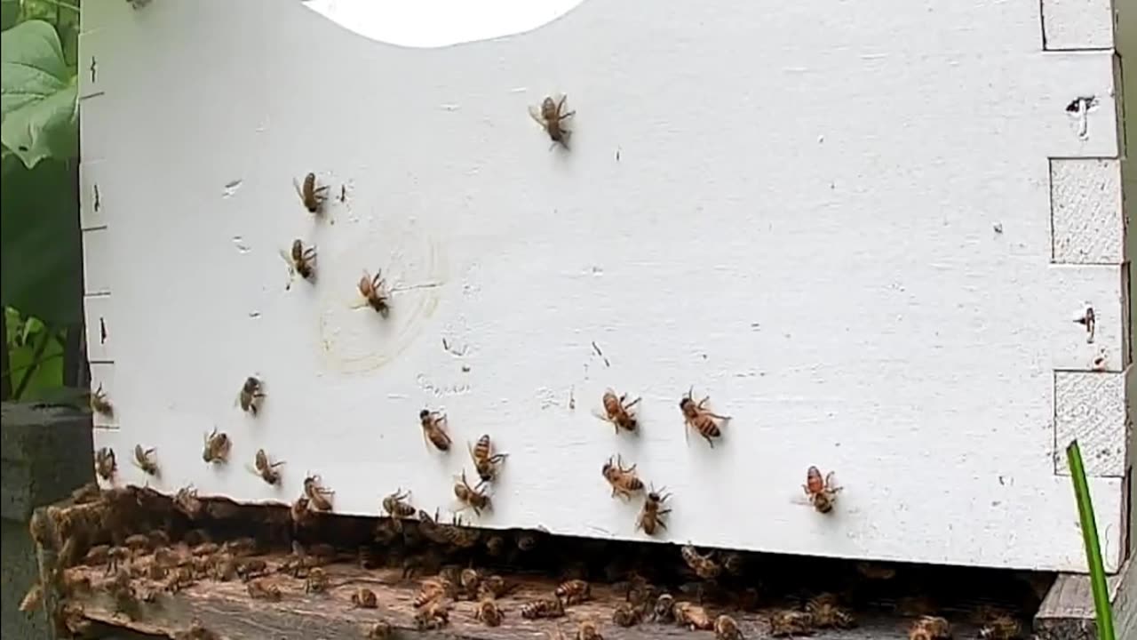 Bees on a Wednesday at Noon
