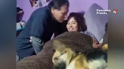Animals That’ll Leave You in Tears of Laughter 😹🐶 Epic Cat & Dog Fails Compilation!