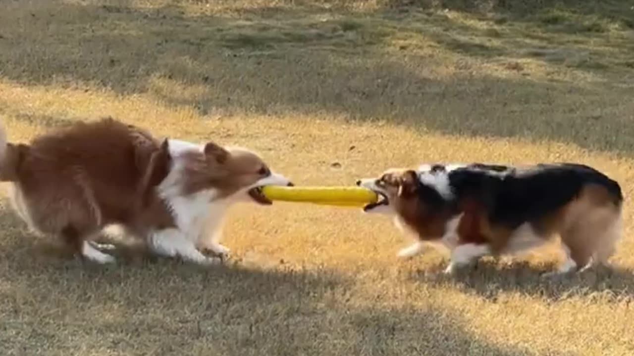 Who Will Win the Toy