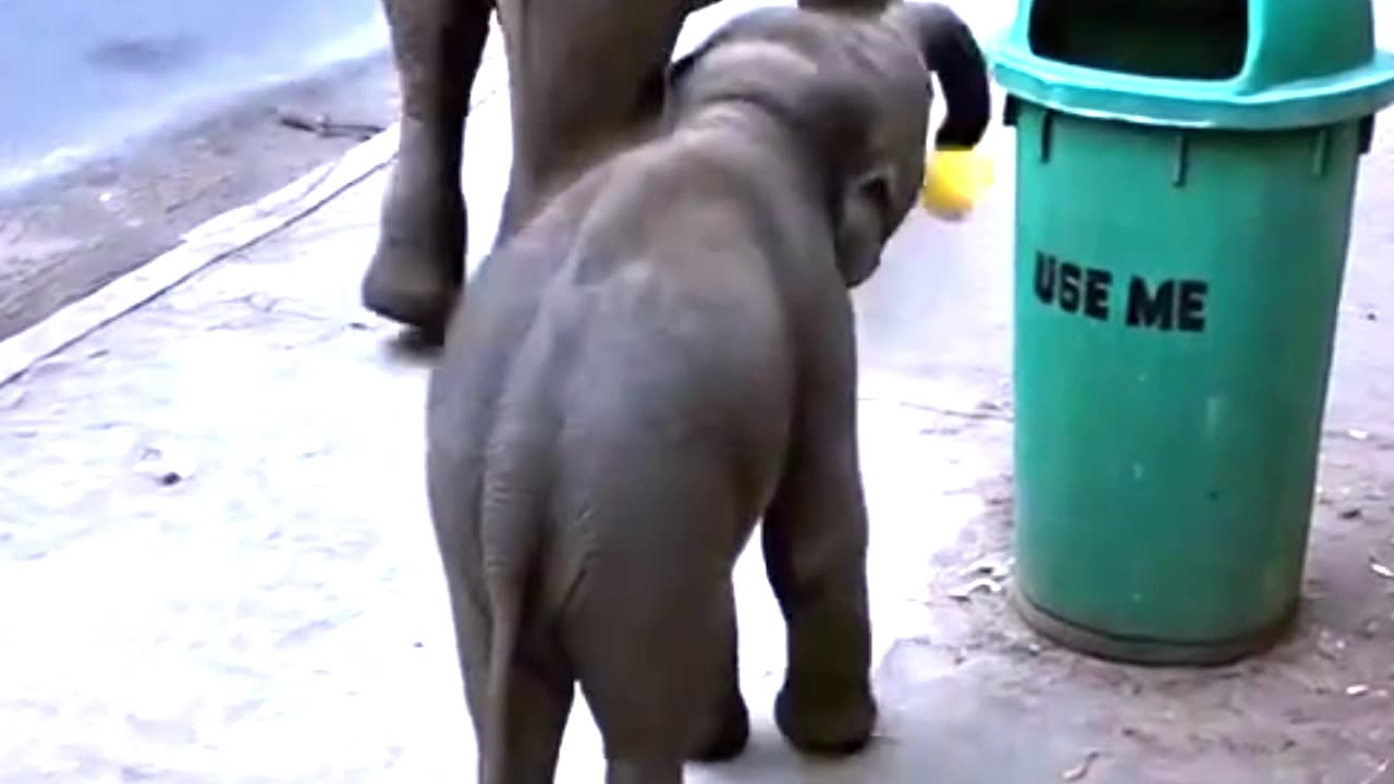 Smart Baby Elephant Shocks The World 🐘✨