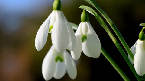 SNOWDROP FLOWER