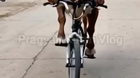 funny animals videos
