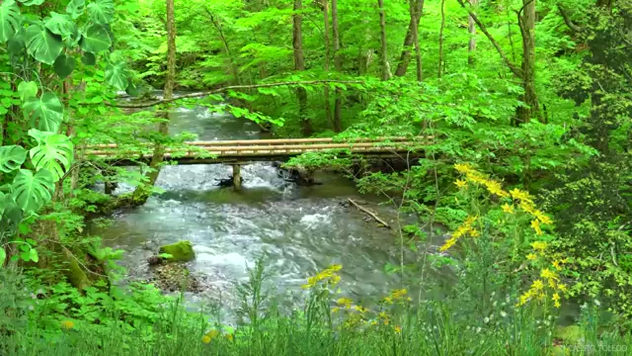 Música para Meditar e Relaxar com Sons de Riacho e Natureza .