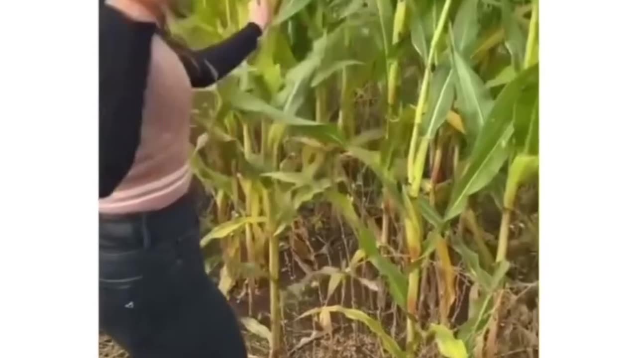 "Try Not to Laugh! Funniest Moments Caught on Camera 😂🤣"