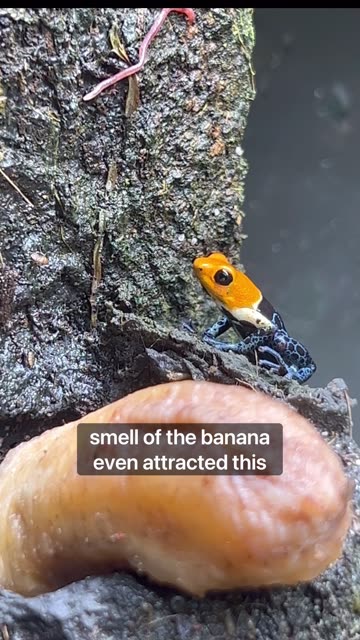 Banana In My Paludarium?