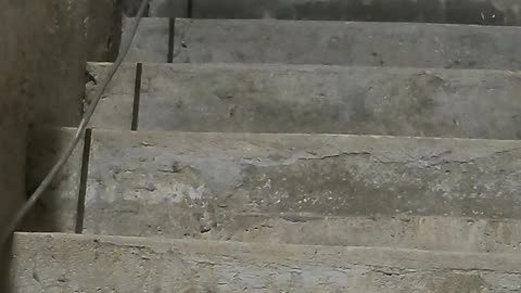 Trasportare Sacchi Malta BASTARDA