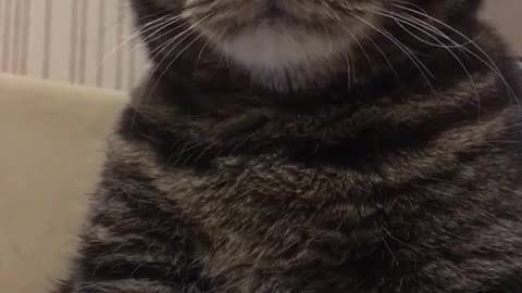 When you have nine lives and you're tired of the first one😁
